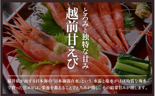 大好評！天然 越前甘えび（卵なし）大サイズ計1.5kg（500g × 3箱）（合計約90尾入り）解凍方法説明書付き 船内凍結 酸化防止剤不使用！ 甘えび本来の味をお楽しみください 【えび エビ 海老 甘エビ 甘えび 海鮮 お刺身 魚介 おせち 無添加 冷凍 福井県産】[m17-d007]