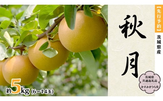 【 先行予約 】 茨城県産 梨 秋月 約5kg 6玉～14玉 (茨城県共通返礼品 かすみがうら市) (2025年9月中旬発送開始) 産地直送 久保田果樹園 フルーツ 甘い 直送 茨城 限定 ギフト 梨 秋月 あきづき 果物 [DH004sa]