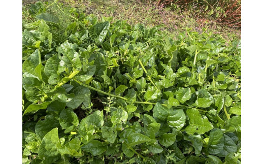 野菜 冬野菜 セット 約10品種 すだち 大根 さつまいも にんじん かぶ ごぼう 春菊 小松菜 里芋 季節 旬 冬 新鮮 煮物 炒め物 惣菜 国産 送料無料 吉野川市 徳島県