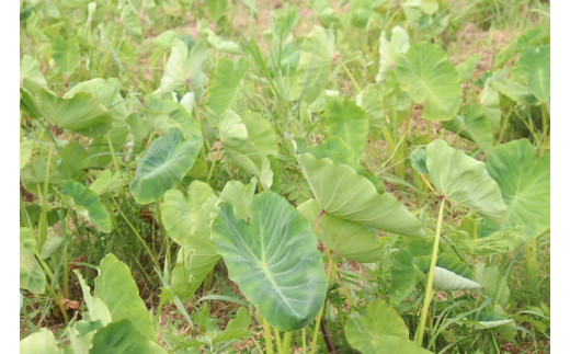 野菜 冬野菜 セット 約10品種 すだち 大根 さつまいも にんじん かぶ ごぼう 春菊 小松菜 里芋 季節 旬 冬 新鮮 煮物 炒め物 惣菜 国産 送料無料 吉野川市 徳島県