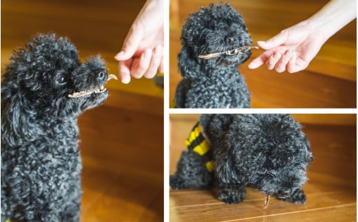 大型犬はもちろん、小型のワンちゃんでもこの食らいつきよう！
普段のご飯を食べなくなる場合もあるので、少しずつあげてくださいね