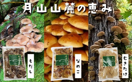 【山菜ときのこの里西川町】天然きのこ水煮3種セット