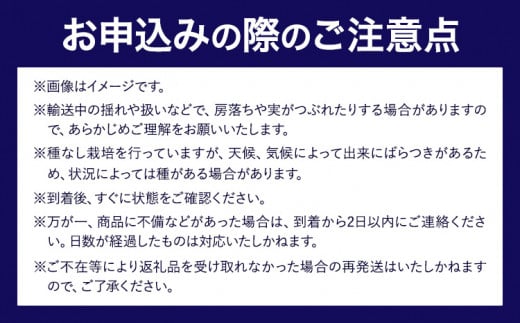 シャインマスカット 高妻【2025年先行予約】シャインマスカット 2房 ＆ 高妻 1房 計3房セット 約1.6kg~1.8kg 麻野農園 《2025年8月上旬-9月上旬頃出荷》 大阪府 羽曳野市 ぶどう 果物 フルーツ 葡萄 シャインマスカット 高妻 種なしぶどう