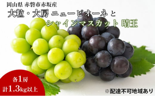 ぶどう 2025年 先行予約 シャイン マスカット 晴王 1房 ニューピオーネ  大粒 大房 1房  合計1.3kg以上 ブドウ 葡萄 岡山県 赤磐市産 国産 フルーツ 果物 ギフト 赤坂青空市