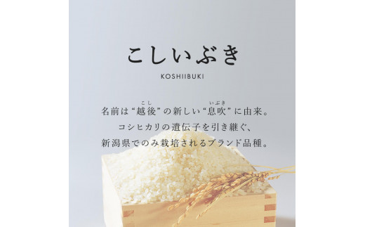 米 定期便 8kg×6か月(計 48kg) 新潟県産 こしいぶき 令和6年産 精米したてをお届け 新潟のど真ん中 見附市