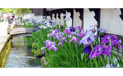 ＜年末発送＞しめ縄〈輪飾り〉と鏡餅〈添加物不使用〉、葉付きみかんと敷紙のお正月セットC【1211277】