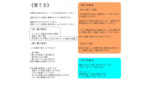 アガベ ポタトラム 吉祥冠錦 5号黒鉢 数量限定 四国ガーデン 人気 多肉植物 インテリア 観葉植物 グリーン リラックス 初心者でも育てやすい｜B191