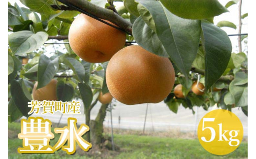 「豊水」梨　５kg箱　栃木県芳賀町産 ｜ なし ナシ フルーツ 果物 送料無料 ※離島への配送不可 ※2022年9月上旬～中旬頃に順次発送予定