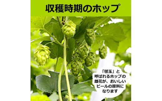 ＜2022年収穫軽米町産ホップ使用＞「サッポロ生ビール黒ラベル東北ホップ100%」350ml缶48本【1353609】