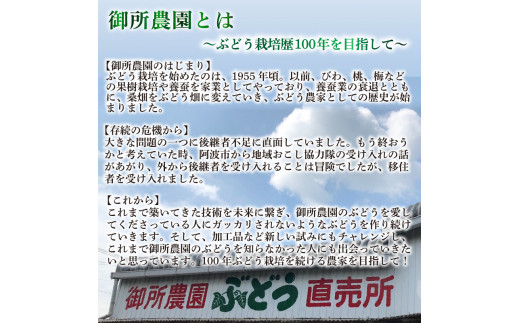 【先行予約】 シャインマスカット 1.4kg ＜出荷時期：2024年8月下旬～2024年9月下旬頃＞フルーツ ぶどう 葡萄 【内祝い 内祝 お祝い 御祝い 御祝 お礼 御礼 プレゼント ギフト 贈り物 御所農園 徳島県 阿波市 】