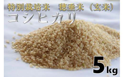 米　玄米　特別栽培米　穂垂米　「コシヒカリ」　5kg　【令和5年産】