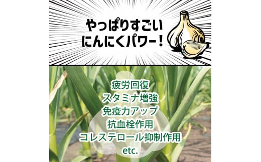 青森県産にんにく（上級品）Mサイズ1kg