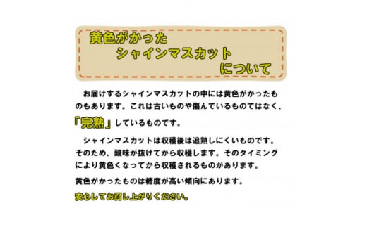 先行予約 ＜2025年8月中旬より順次発送＞ 糖度！ ご家庭用 シャインマスカット 約2kg！ ＜人気の岡山産ぶどう＞ TY0-0002