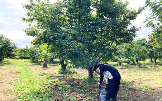 【茨城県共通返礼品】【先行予約】石岡市産鶴沼の生栗3kg（2025年9月中旬以降発送）【くり 栗 旬 くだもの 果物 無農薬 ほくほく茨城県 30000円以内 】(46-03 )