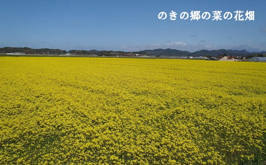 のきの郷産菜種100％使用　なたね油【菜種油 国産 調味料 遺伝子組み換えでない】