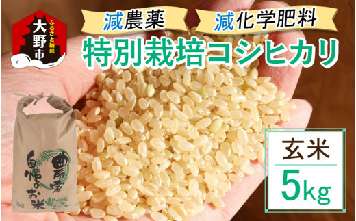 【先行予約】【令和6年産 新米】減農薬・減化学肥料の特別栽培コシヒカリ 玄米 5kg 