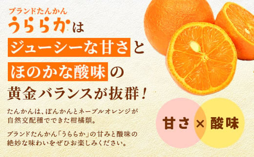 【2025年2月～出荷開始】 《ブランドたんかん》うららか (5kg満杯詰) 糖度10%以上 タンカン 果物 フルーツ 柑橘 奄美大島 宇検村 鹿児島