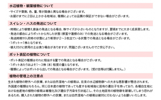 睡蓮 おまかせ温帯性品種睡蓮 色指定なし1株×2種(合計2株)