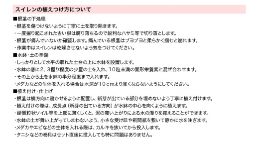 睡蓮 おまかせ温帯性品種睡蓮 色指定なし1株×2種(合計2株)