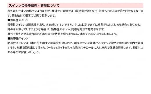 睡蓮 おまかせ温帯性品種睡蓮 色指定なし1株×2種(合計2株)