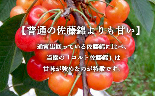 さくらんぼ 「コルト佐藤錦 Lサイズ」 バラ (約500g) ※3～4人分 【川守田観光さくらんぼ園】 フルーツ王国 南部町 サクランボ チェリー 桜桃 果物 くだもの フルーツ 夏果実 高級 贈答 ギフト 産地直送 青森県産 デザート 旬 F21U-163