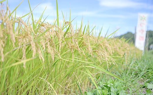 【遠藤農園】令和6年度 山形県高畠町産 つや姫マイスターが作る 特別栽培米 つや姫 玄米 5kg（1袋） 米 お米 おこめ ごはん ブランド米 F20B-931