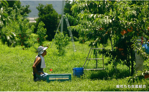 「8月～9月の晩生（おくて）桃」自家用2kg　岡山県総社もも生産組合【2025年産先行予約】25-020-001