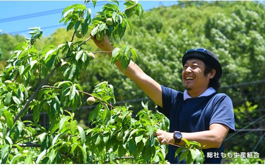 「8月～9月の晩生（おくて）桃」自家用2kg　岡山県総社もも生産組合【2025年産先行予約】25-020-001