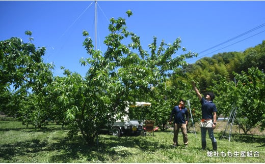 「8月～9月の晩生（おくて）桃」自家用2kg　岡山県総社もも生産組合【2025年産先行予約】25-020-001