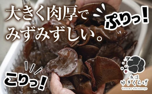 国産 生 きくらげ 100g×5パック 計500g 小分け 栄養豊富 無農薬 無添加 オーガニック 自家栽培 雪国 魚沼ゆきくらげ キクラゲ 木耳 きのこ キノコ ビタミンＤ 肉厚 健康 食品 食物繊維 佃煮 歯ごたえ  菌床 食感 高品質 送料無料 新潟県 南魚沼市