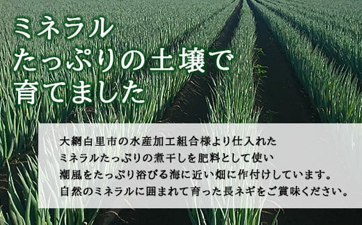 【先行予約12月発送】千葉県大網白里市産　長ネギ　L～2Lサイズ　5㎏（約30本～45本）／ふるさと納税 長ネギ 長ねぎ 長葱 ネギ ねぎ 葱 野菜 鍋 先行予約 先行受付 千葉県 大網白里市 AV001