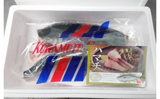 オリーブハマチ　冷凍　カマ・鱗付き半身２枚　約3kg（原体4.6kg）【B-55】