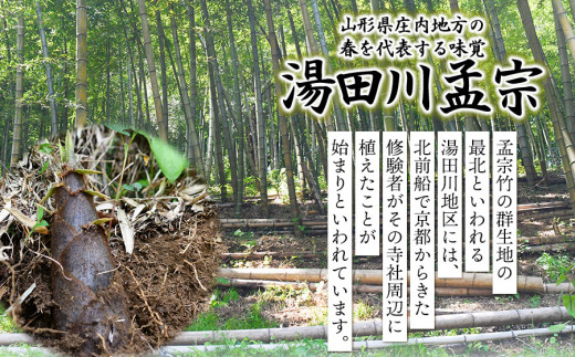 【令和7年産先行予約】庄内の春の味覚　やわらかい朝堀り湯田川孟宗（たけのこ）約3～3.5kg　にこにこふぁーむ　K-660