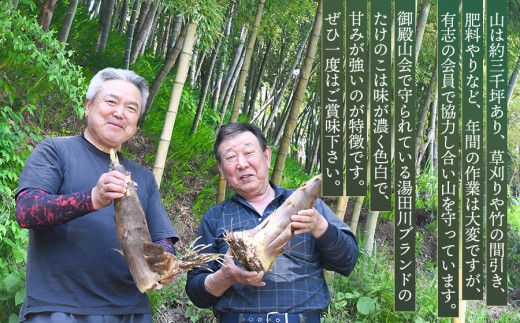 【令和7年産先行予約】庄内の春の味覚　やわらかい朝堀り湯田川孟宗（たけのこ）約3～3.5kg　にこにこふぁーむ　K-660