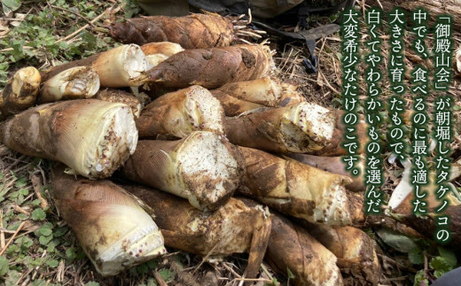 【令和7年産先行予約】庄内の春の味覚　やわらかい朝堀り湯田川孟宗（たけのこ）約3～3.5kg　にこにこふぁーむ　K-660