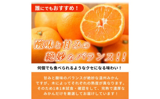 【先行予約】紀州有田産 濃厚完熟 温州みかん 5kg 【家庭用 訳あり】 ※2024年11月下旬頃～2025年1月下旬頃に順次発送予定 / みかん ミカン 蜜柑 温州みかん 柑橘 フルーツ 果物 くだもの 和歌山【uot003】