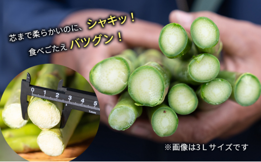 【2025年発送】アスパラ 横市ヨーグルト栽培  500g 3L 横市フロマージュ舎 野菜 アスパラガス グリーンアスパラ 旬 とれたて お取り寄せ 産地直送 小分け 保存 芦別市 北海道 送料無料 [№5342-0314]