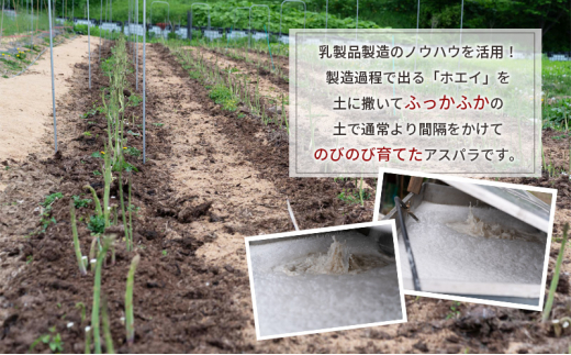 【2025年発送】アスパラ 横市ヨーグルト栽培  500g 3L 横市フロマージュ舎 野菜 アスパラガス グリーンアスパラ 旬 とれたて お取り寄せ 産地直送 小分け 保存 芦別市 北海道 送料無料 [№5342-0314]