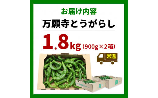 【5月中旬～11月下旬発送】 訳あり 万願寺 とうがらし 1.8kg ( 900g × 2箱 ) (辛くない 京野菜 美味しい おいしい 肉厚 甘い 旬 採れたて 逸品 箱入り 伝統野菜 バーベキュー BBQ  ピーマン 大型 野菜 夏野菜 農家 産地 直送 揚げ物 炒め物 煮物 京都 舞鶴)