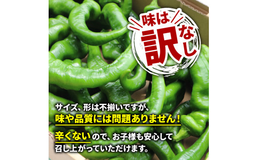 【5月中旬～11月下旬発送】 訳あり 万願寺 とうがらし 1.8kg ( 900g × 2箱 ) (辛くない 京野菜 美味しい おいしい 肉厚 甘い 旬 採れたて 逸品 箱入り 伝統野菜 バーベキュー BBQ  ピーマン 大型 野菜 夏野菜 農家 産地 直送 揚げ物 炒め物 煮物 京都 舞鶴)