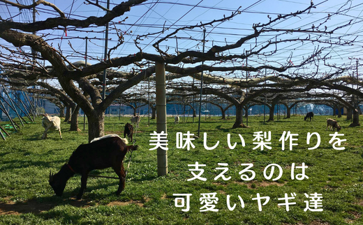 梨 パウンドケーキ 食べ比べ セット 2箱 (化粧箱入り) | 埼玉県 東松山市 ケーキ なし ナシ フルーツ ギフト 焼き菓子 おやつ デザート 梨 ギフト 父の日 母の日 贈答品 敬老の日 甘い 減無農薬 プレゼント 焼き菓子 ピューレ しっとり 果物 くだもの ドライ梨 スイーツ 常温 安心 安全 ヤギ