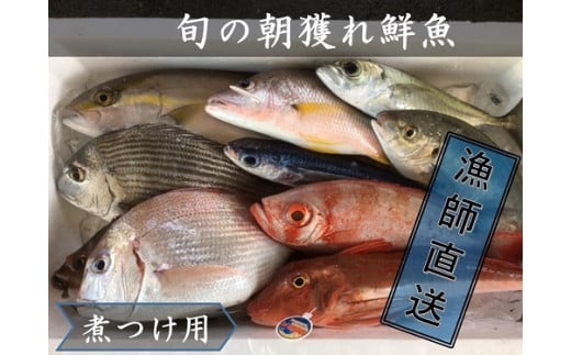 漁港に水揚げされた魚