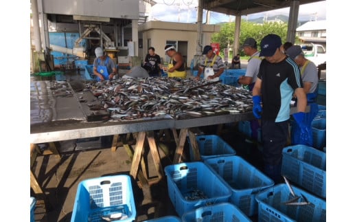 旬の朝獲れ鮮魚（煮つけ用）漁師おすすめセット【以布利定置網　漁師直送】朝獲れ 旬 煮付 煮魚 鮮魚 魚介 海鮮 魚 さかな せんぎょ 鮮魚セット 詰め合わせ おまかせ お任せ【S00820】