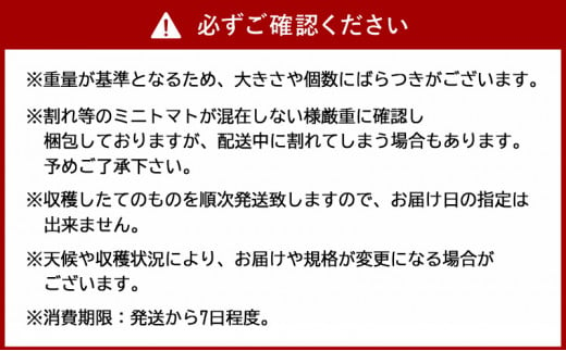 北海道仁木町産ミニトマト【アイコ】1.2kg×8箱［栽培期間中 農薬不使用］
