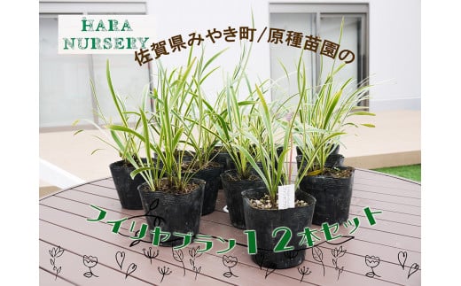 BS147_フイリヤブラン12本セット　花 苗 植物 家庭菜園 花壇 プランター