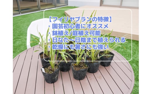 BS147_フイリヤブラン12本セット　花 苗 植物 家庭菜園 花壇 プランター