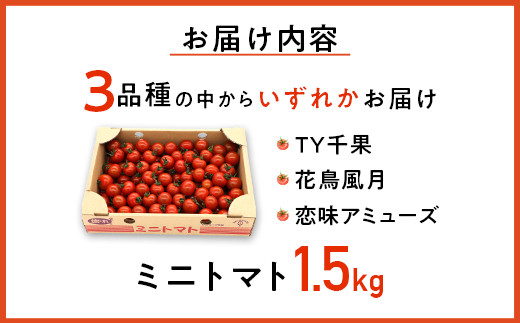 454 ミニトマト 1.5kg 甘い JA 水戸 茨城 先行予約 2024年8月頃から順次発送予定