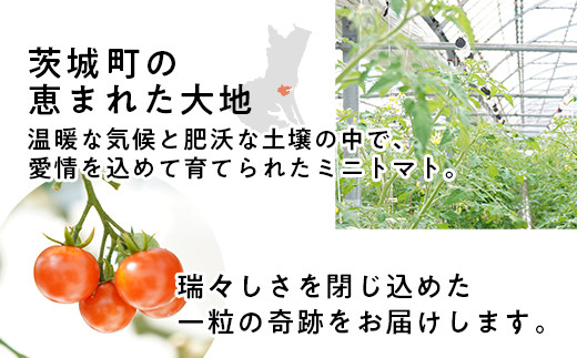 454 ミニトマト 1.5kg 甘い JA 水戸 茨城 先行予約 2024年8月頃から順次発送予定