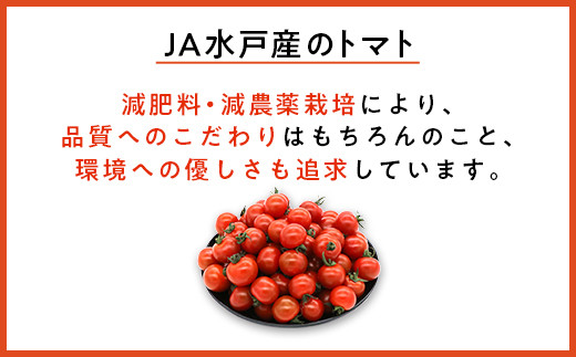 454 ミニトマト 1.5kg 甘い JA 水戸 茨城 先行予約 2024年8月頃から順次発送予定