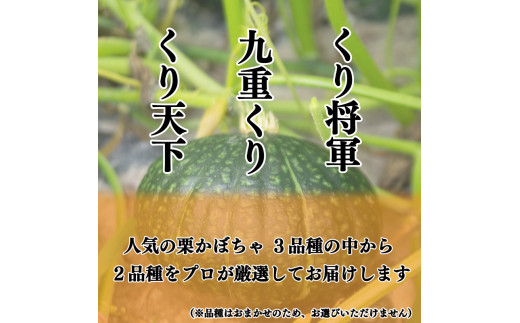 かぼちゃ 2玉 約3～4kg 品種おまかせ 南瓜 夏野菜 くり将軍 九重栗 くり天下 こだわり栽培 煮物 料理 スイーツ おせち ハロウィン 阿波市 徳島県